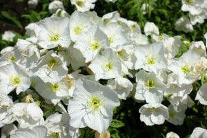 White Pale Evening Primrose Sees