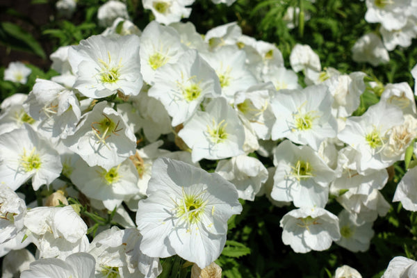 White Pale Evening Primrose Sees
