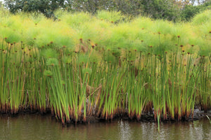 Papyrus Seeds