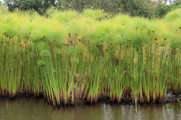 Papyrus Seeds