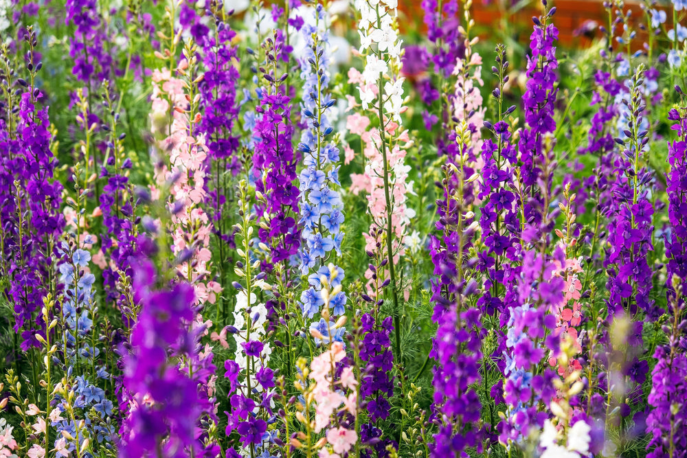 Rocket Larkspur Seeds - Giant Imperial Mix