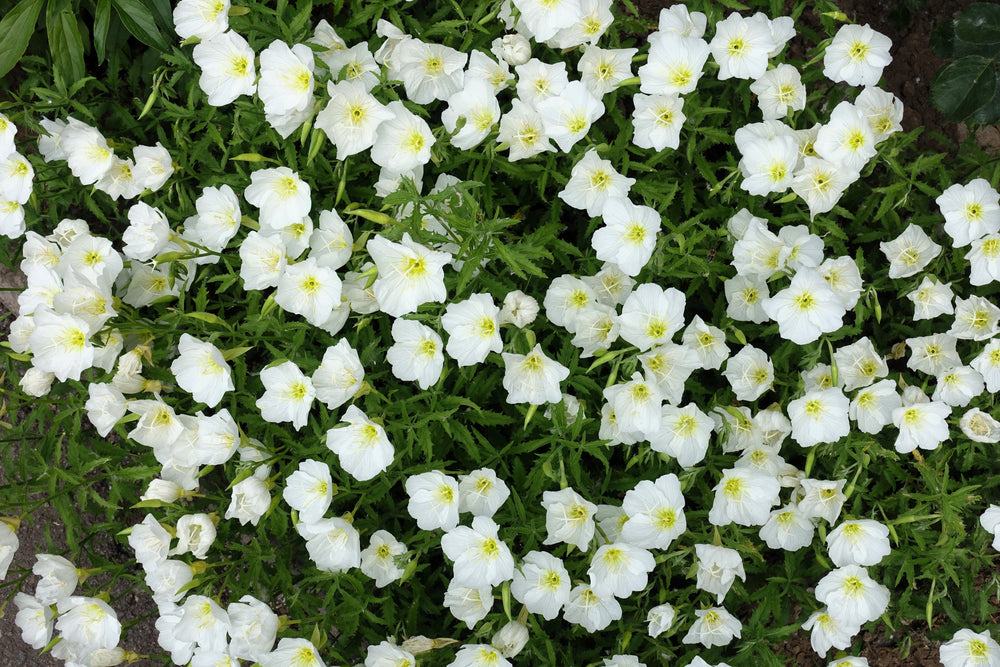 White Pale Evening Primrose Sees