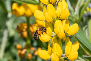 Golden Lupine Seeds