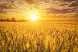 Wrens Abruzzi WINTER RYE Cover Crop Seeds