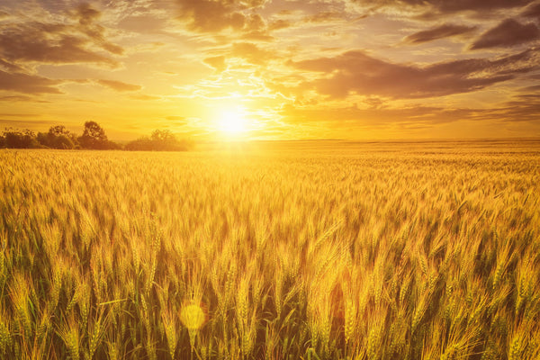 Wrens Abruzzi WINTER RYE Cover Crop Seeds