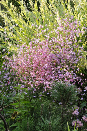 Chinese Meadow Rue
