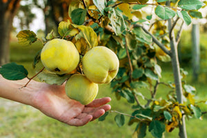 Common Culinary Quince Seeds