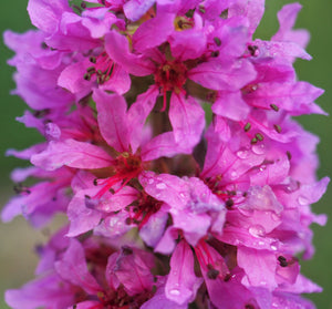 Winged Loosestrife Seeds