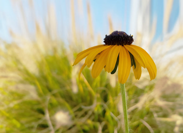 Yellow Coneflower Seeds