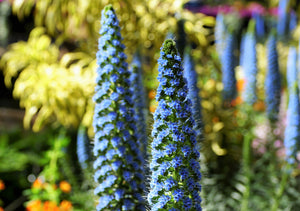 Pride of Madeira Seeds