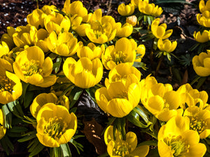 Winter Aconite Seeds