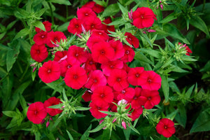 Red Phlox Seeds