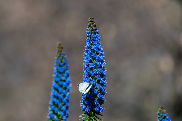 Pride of Madeira Seeds