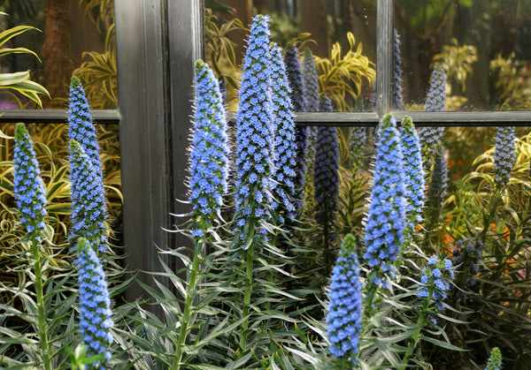 Pride of Madeira Seeds