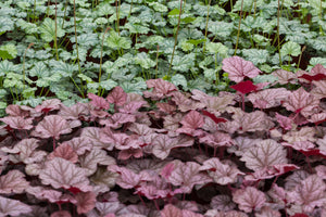 Palace Purple Heuchera Seeds