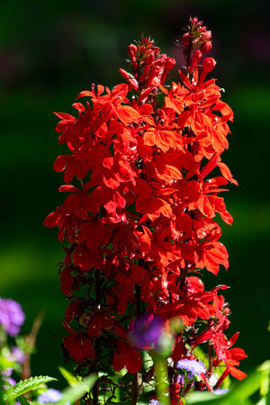 Cardinal Flower Seeds