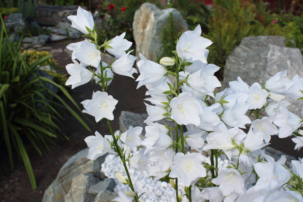 White Peach-Leafed Bellflower Seeds