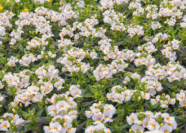 White Knight Nemesia Seeds