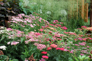 Mixed Summer Yarrow Seeds
