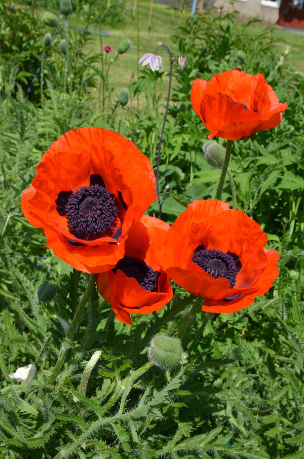 Oriental Poppy Beauty of Livermere Seeds