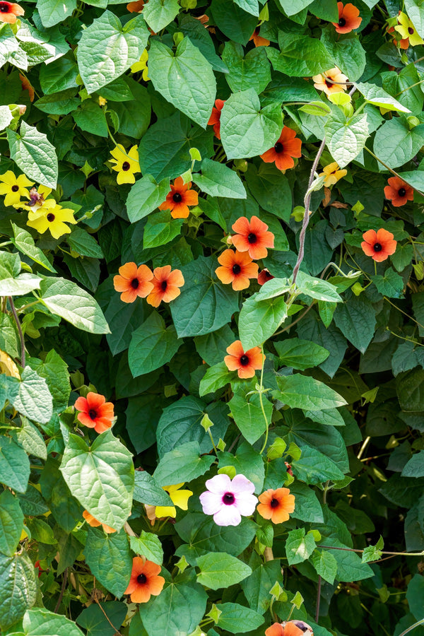 Black-Eyed Susan Vine Seeds - Mixed Thunbergia