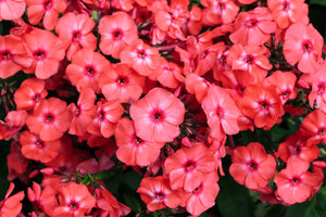New Hybrids Mix Tall Garden Phlox Seeds