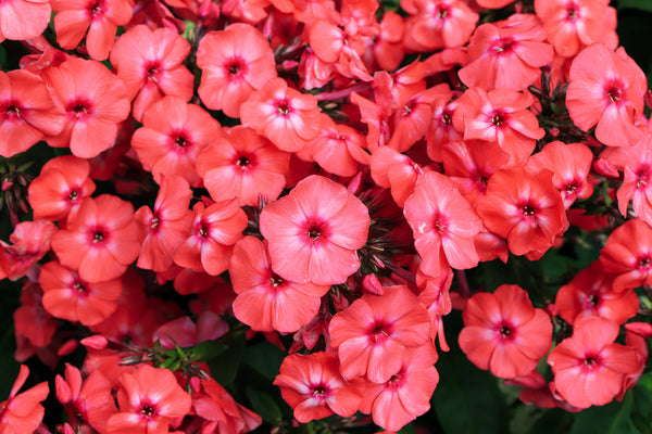New Hybrids Mix Tall Garden Phlox Seeds