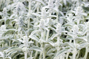 Lamb's Ear Seeds