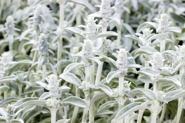 Lamb's Ear Seeds