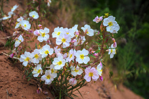 White Pale Evening Primrose Sees