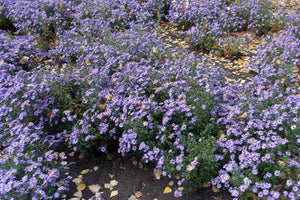 Rice Button Aster Seeds