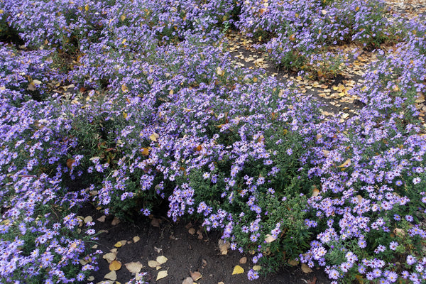 Rice Button Aster Seeds