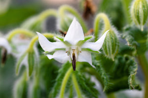 White Borage Seeds