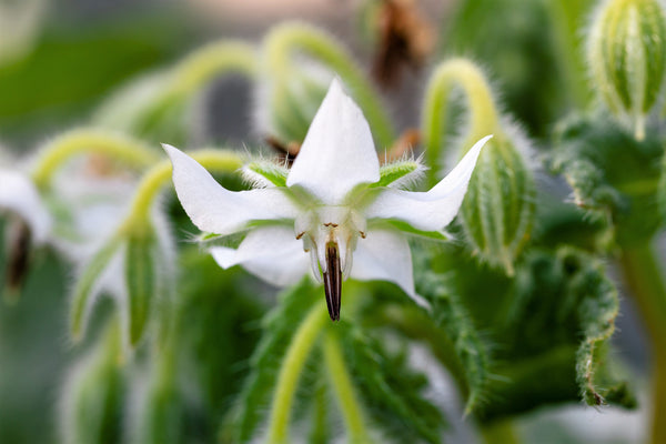 White Borage Seeds