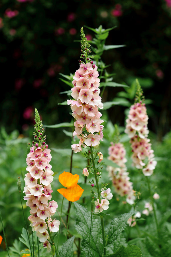 Verbascum Mix Seeds