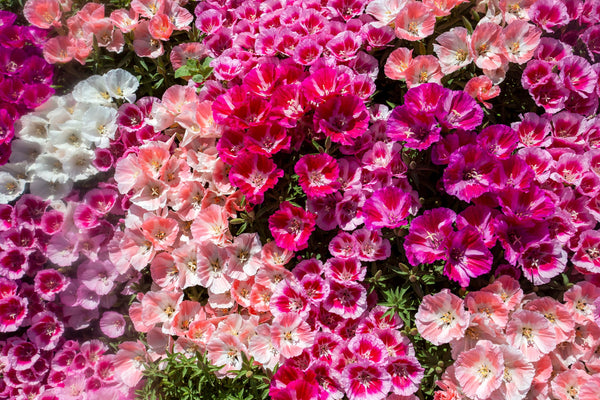 Mixed Colors Godetia Flower Seeds (Clarkia)