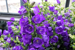 Blue Canterbury Bells Seeds