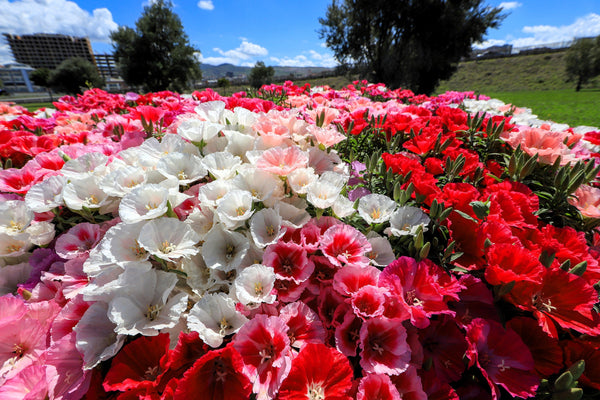 Mixed Colors Godetia Flower Seeds (Clarkia)