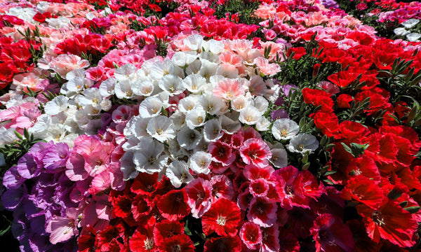 Mixed Colors Godetia Flower Seeds (Clarkia)