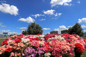 Mixed Colors Godetia Flower Seeds (Clarkia)