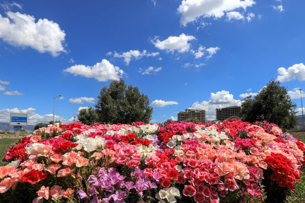 Mixed Colors Godetia Flower Seeds (Clarkia)