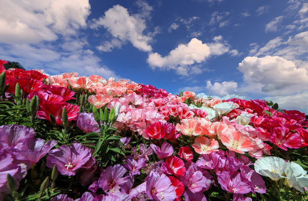 Mixed Colors Godetia Flower Seeds (Clarkia)