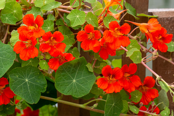 Red Empress Nasturtium Seeds