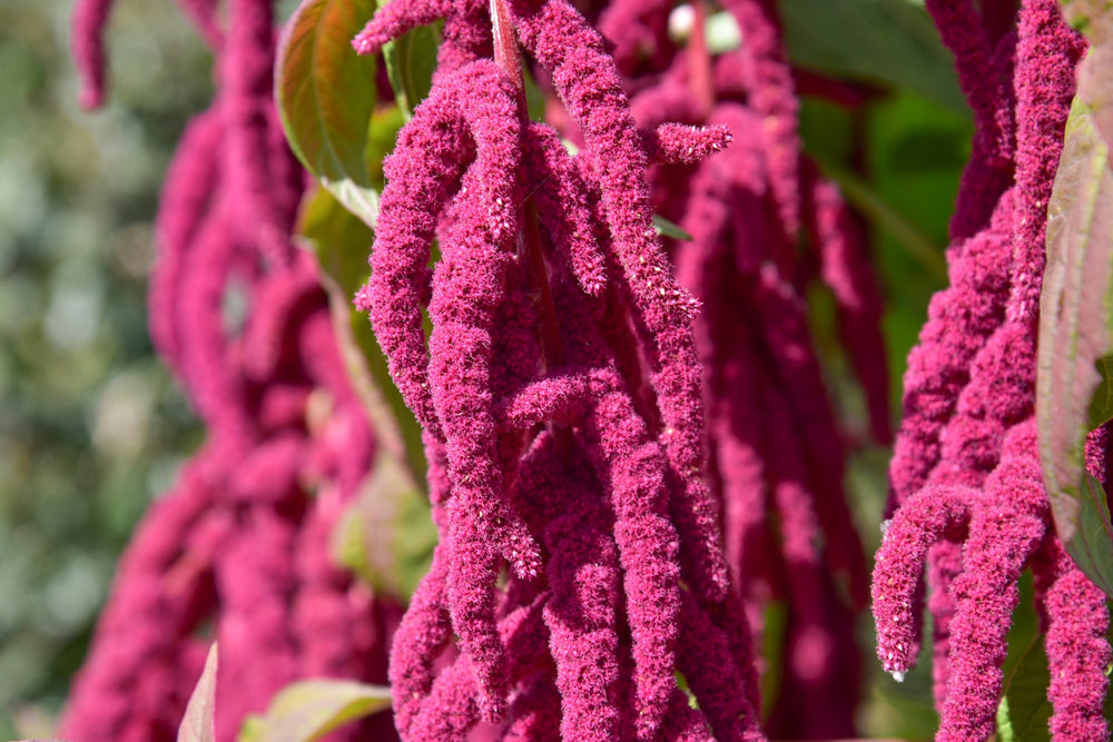 Love Lies Bleeding Amaranthus Seeds