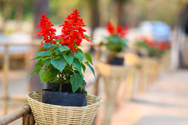 Scarlet Sage Seeds