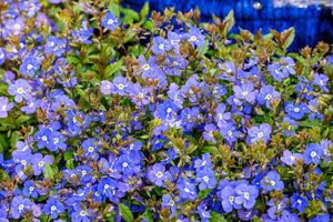 Creeping Blue Speedwell Seeds