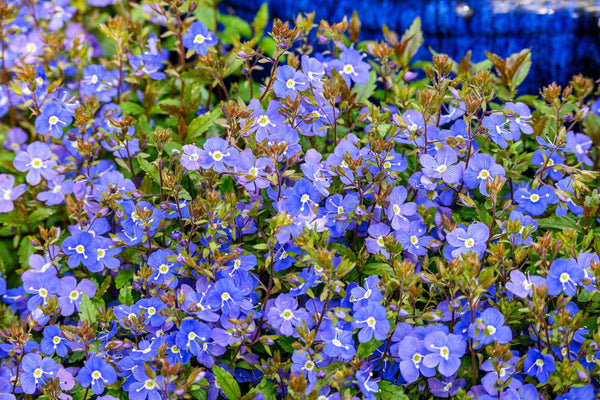 Creeping Blue Speedwell Seeds
