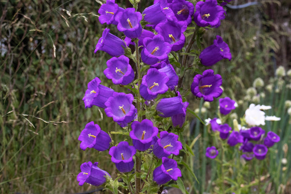 Blue Canterbury Bells Seeds