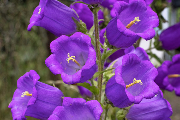 Blue Canterbury Bells Seeds