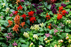 Mixed Colors Salvia Seeds